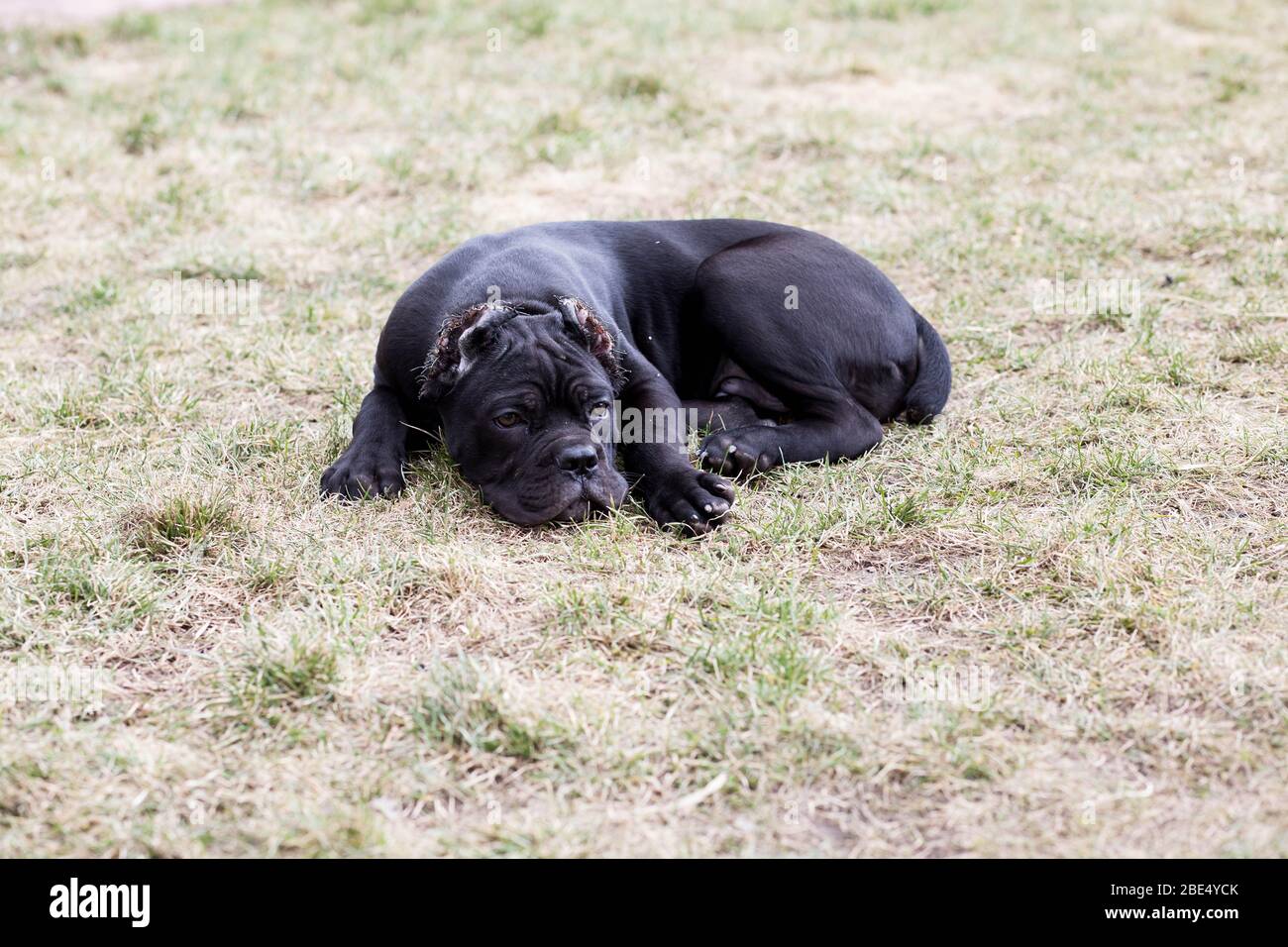 Cane corso italiano portrait hi-res stock photography and images - Page 6 -  Alamy