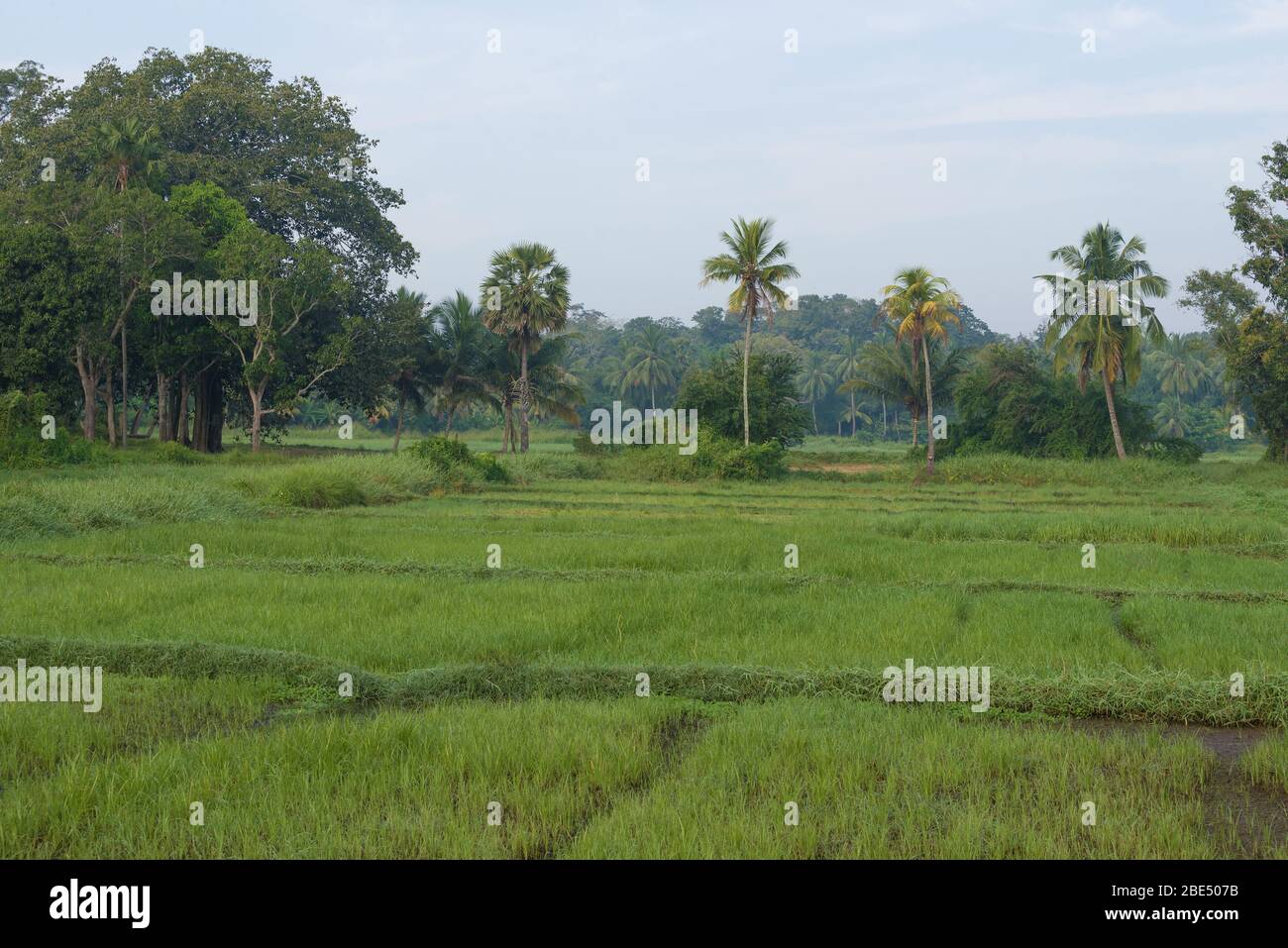 Morning in the rice field. The surroundings of the old city. Anuradhapura, Sri Lanka Stock Photo