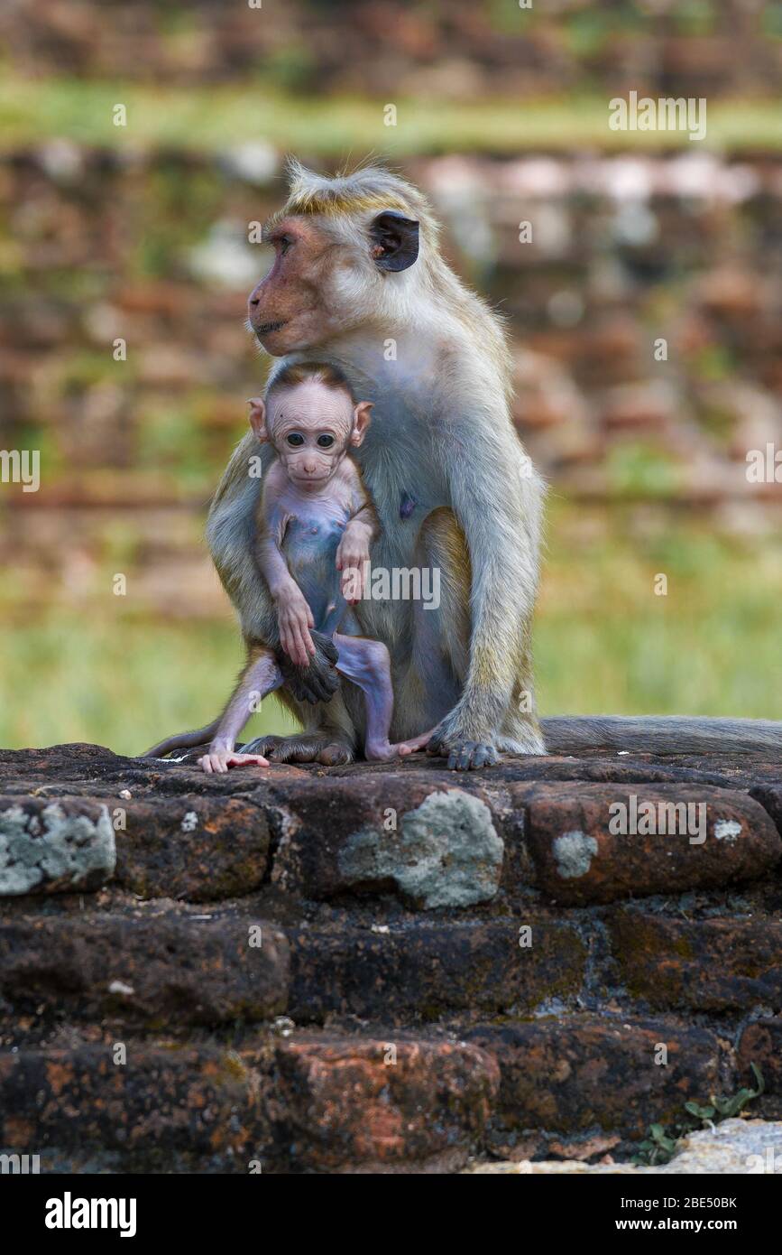 Female Ceylon macaques with baby close-up. Sri Lanka Stock Photo