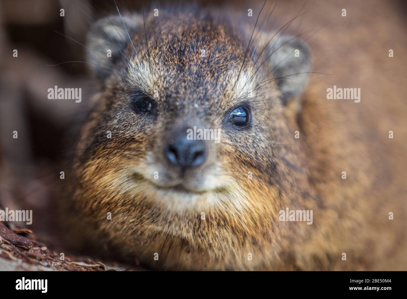 Rabbit close encounter hi-res stock photography and images - Alamy
