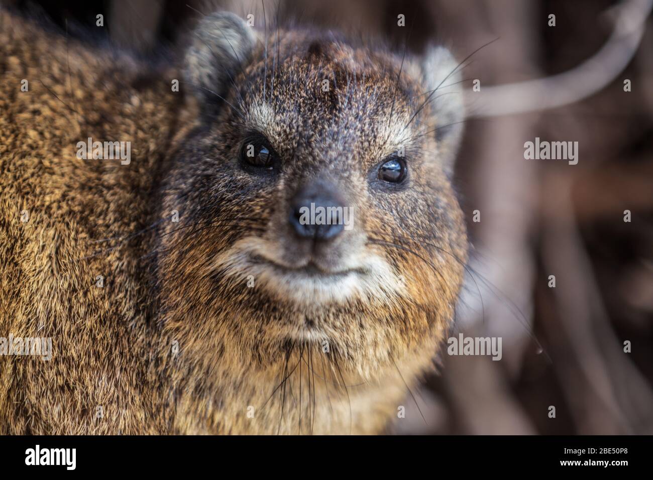 Close-up photo of Hyrax in South Africa Stock Photo