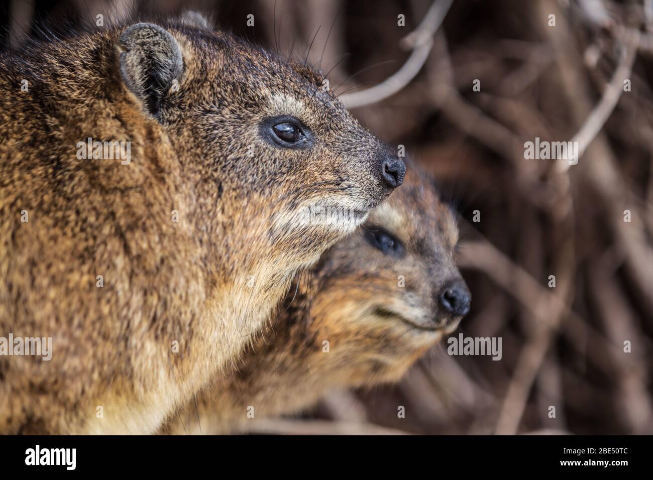 Close-up photo of Hyrax in South Africa Stock Photo