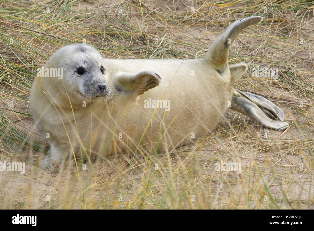 Grey seal pup on the breeding beaches in North Norfolk. Stock Photo