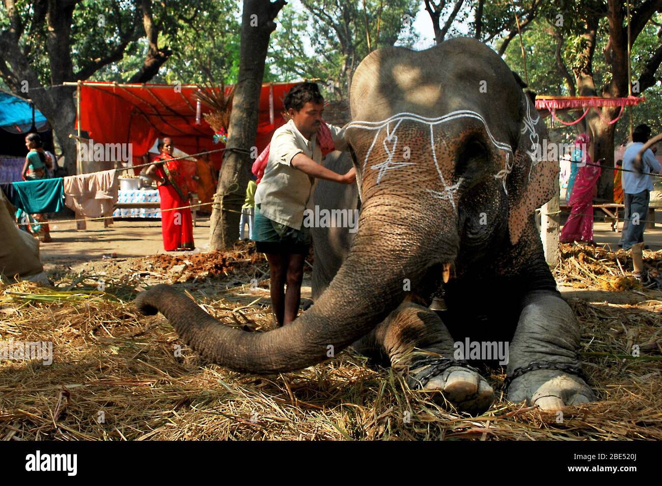 elephant decoration at sonepur animal fair bihar india Stock Photo