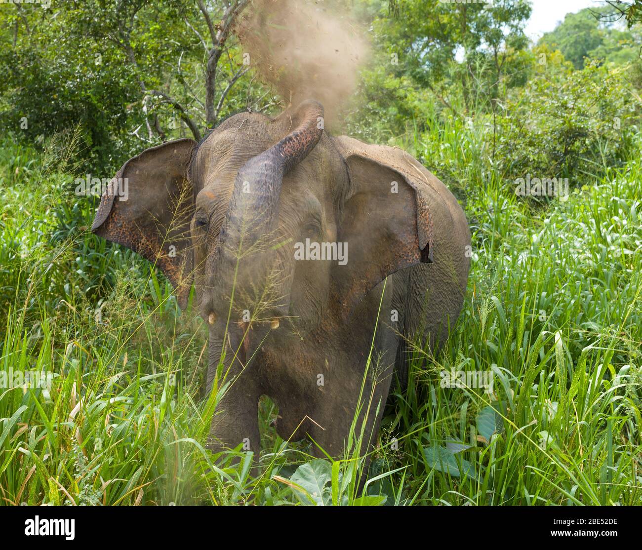 Sprinkle On Insect A wild Ceylon elephant sprinkles itself with earth to protect it from ...
