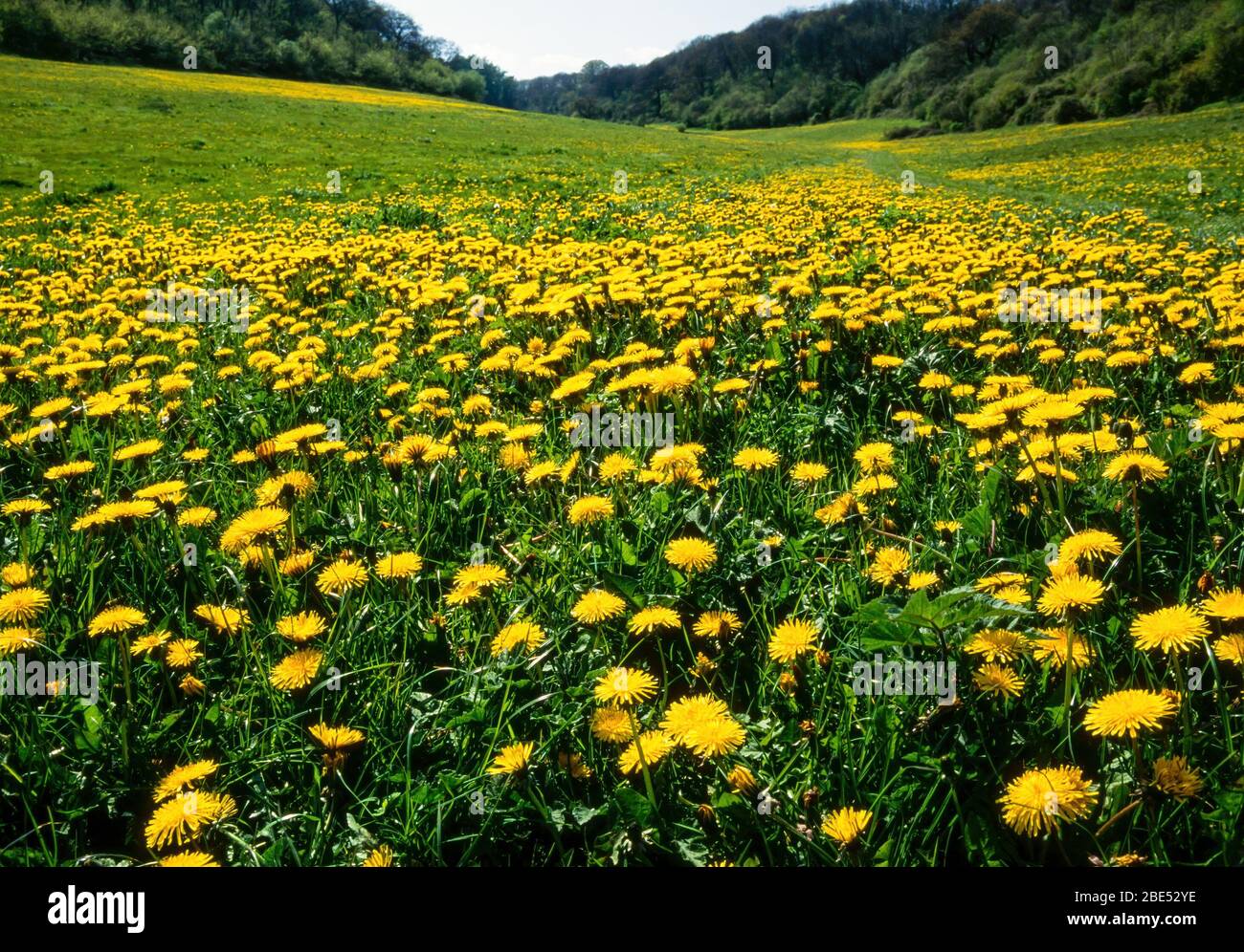 Green grassy meadow field covered in bright yellow dandelion flowers (Taraxacum officinale) in spring, Gloucestershire, England, UK Stock Photo