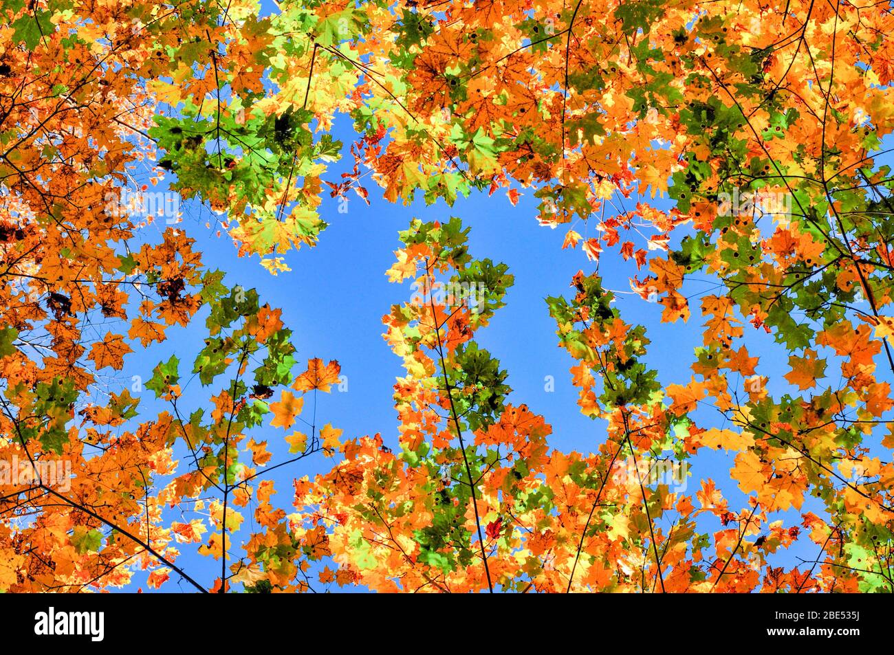 Colorful autumn forest on a bright Sunny day. Tree crowns with yellow ...