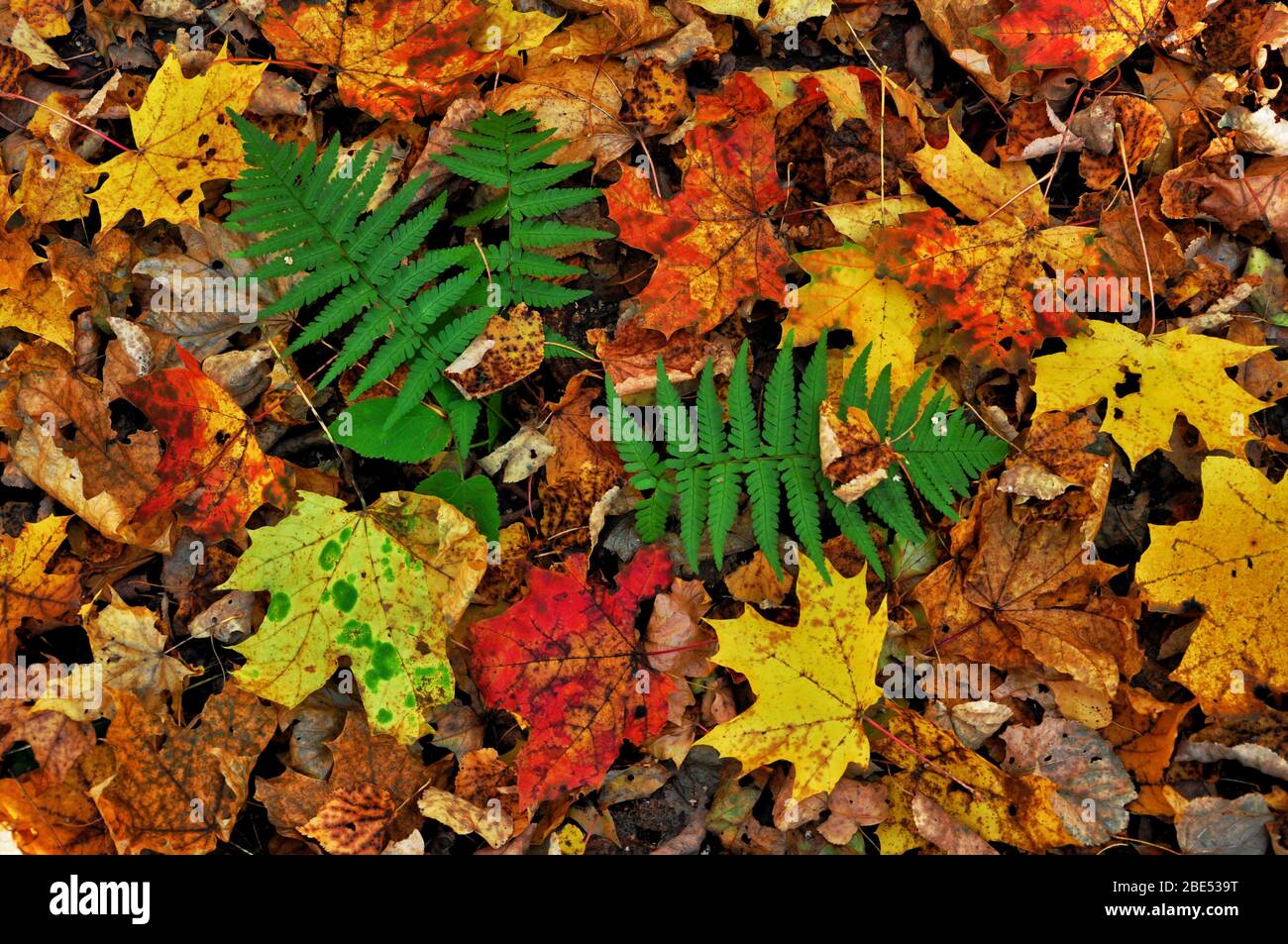 Colorful fallen red orange yellow autumn maple leaves. The green Bush of fern. Close up. Stock Photo