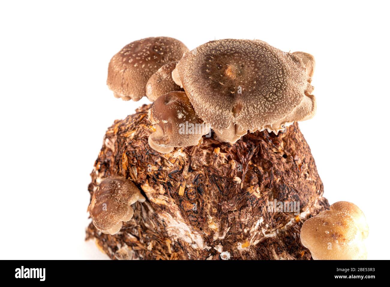 Shiitake mushroom isolated on white background. mushroom grown on a substrate at home from