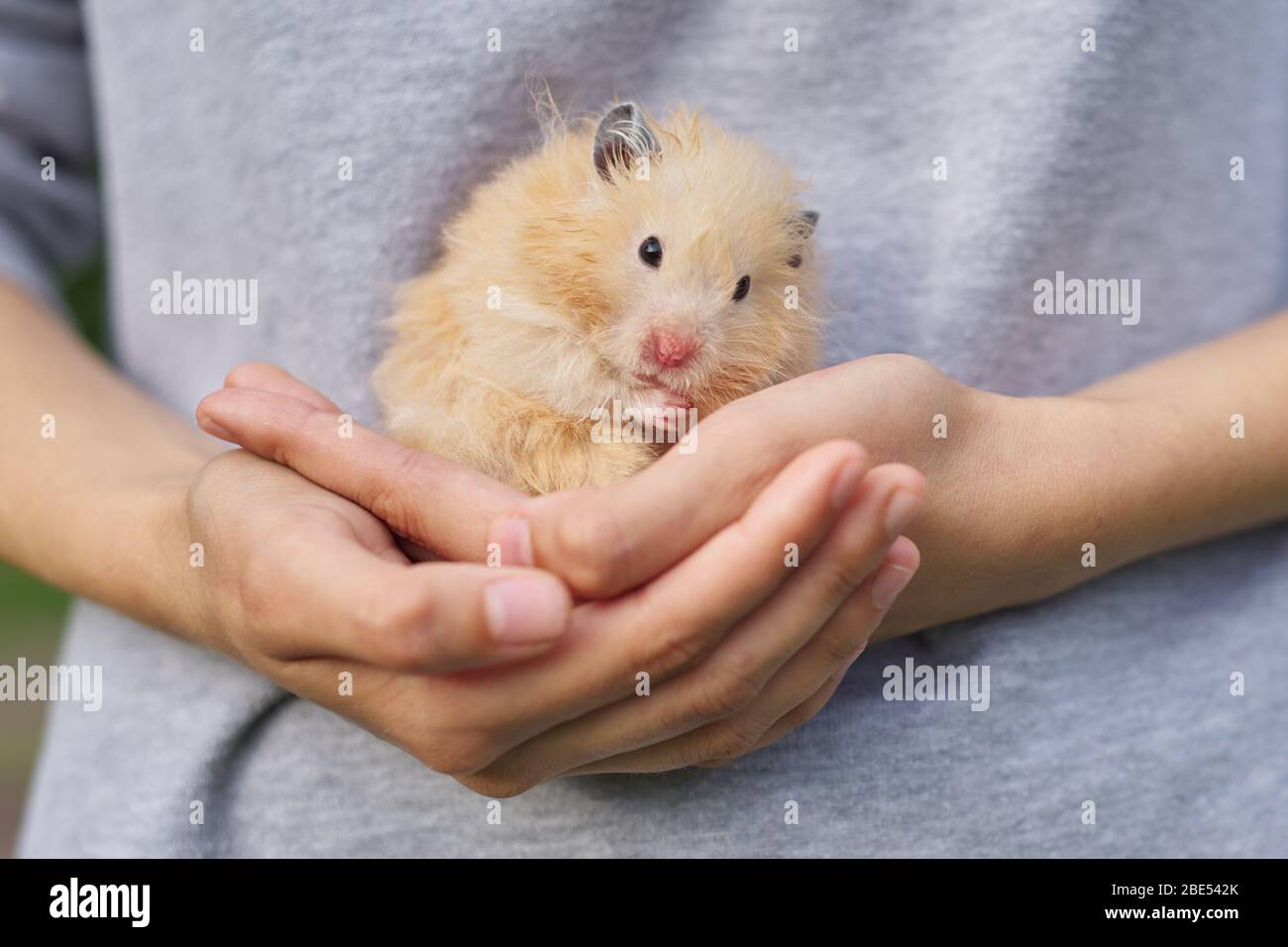 Fonetik enkel Automatisering Golden beige fluffy Syrian hamster on red knitted in hands of girl. Pet  washing face with paws Stock Photo - Alamy