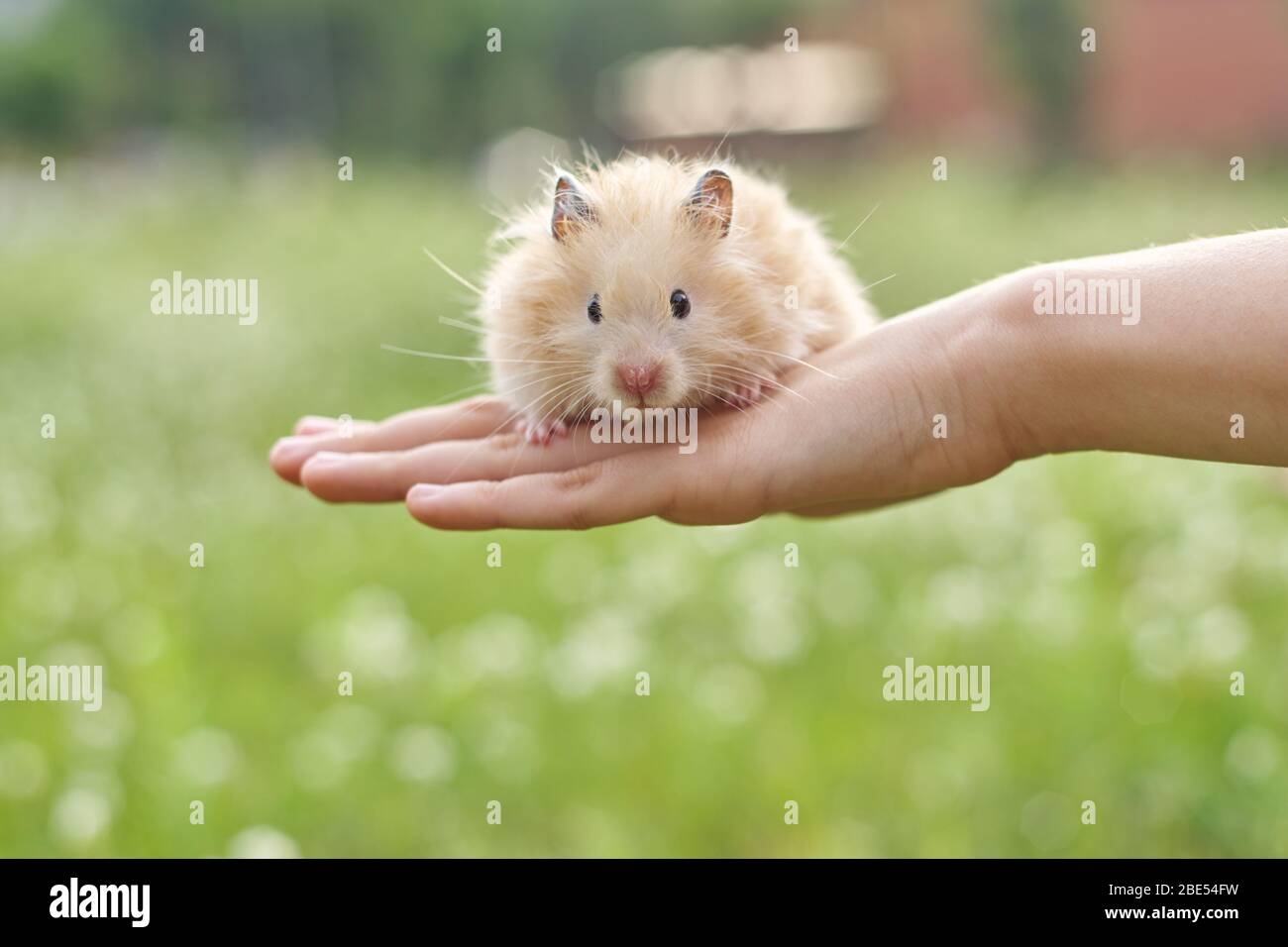 Man holding a tiny, beautiful hamster Stock Photo by ©fantom_rd 100965504