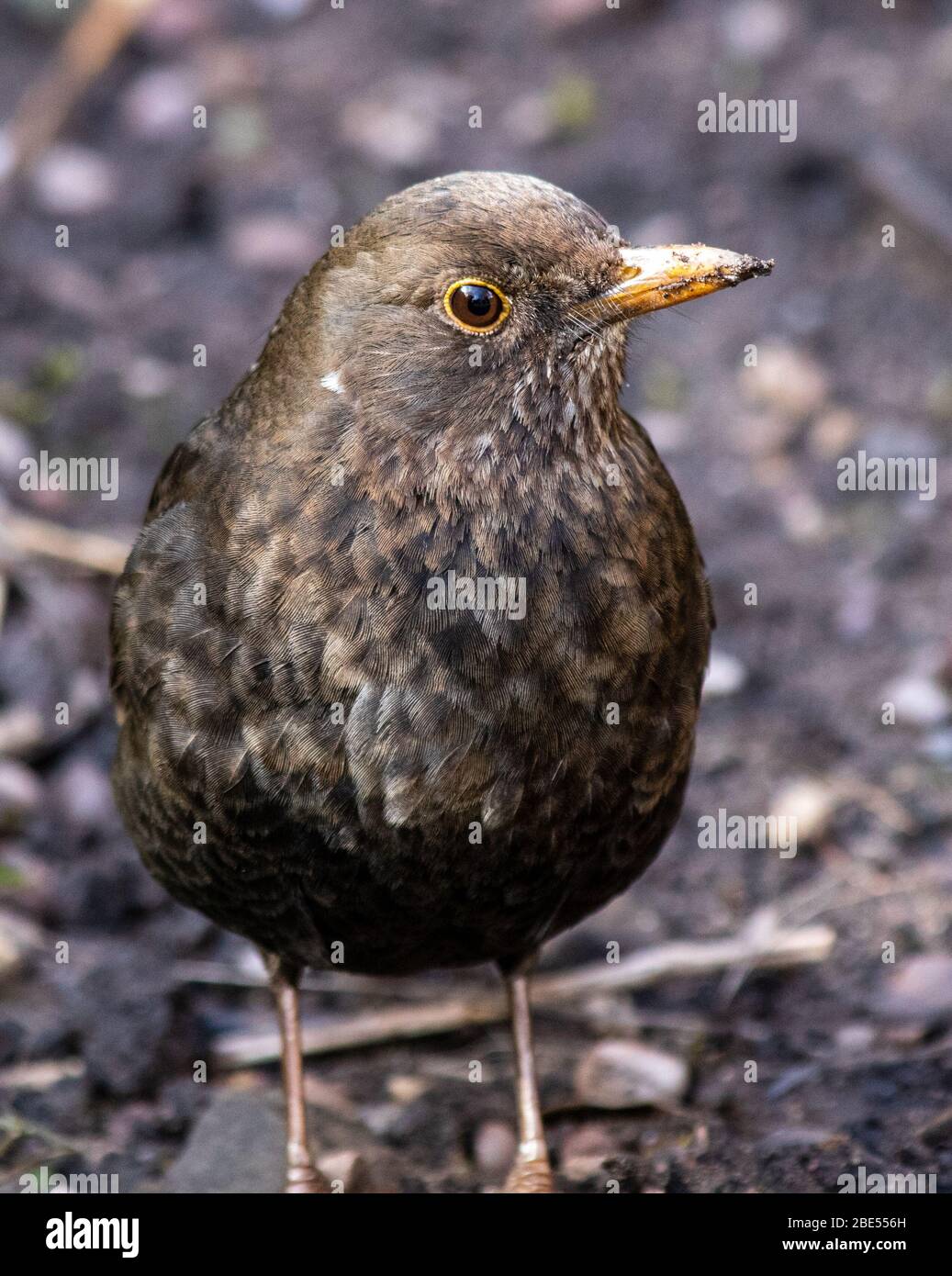 Portrait of a female blackbird standing on the floor, head cocked inquisitively looking at the camera sideways Stock Photo