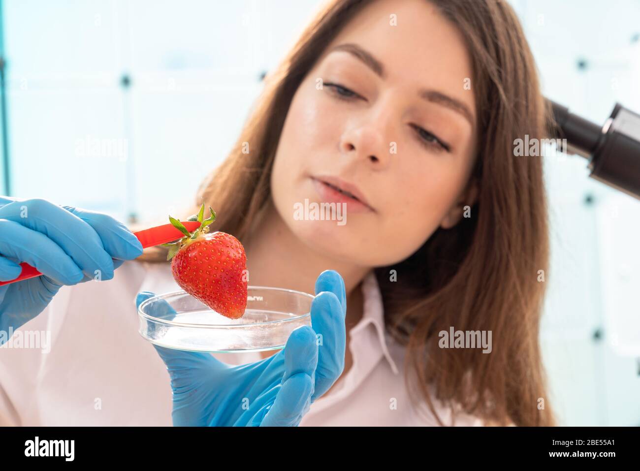Quality inspection of  food  Checking the content of nitrates and herbicides in strawberries Stock Photo