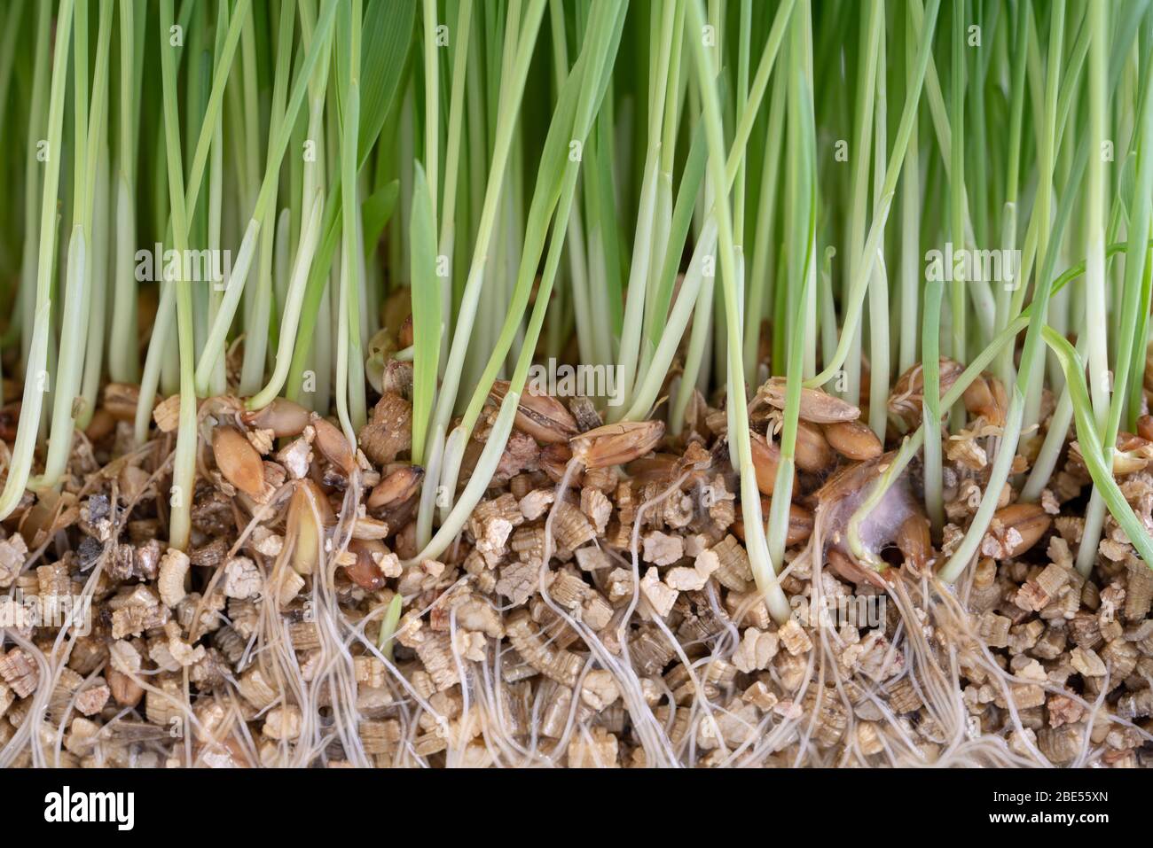 Week Roots Imagees Plant wheat with roots on white background Stock Photo - Alamy