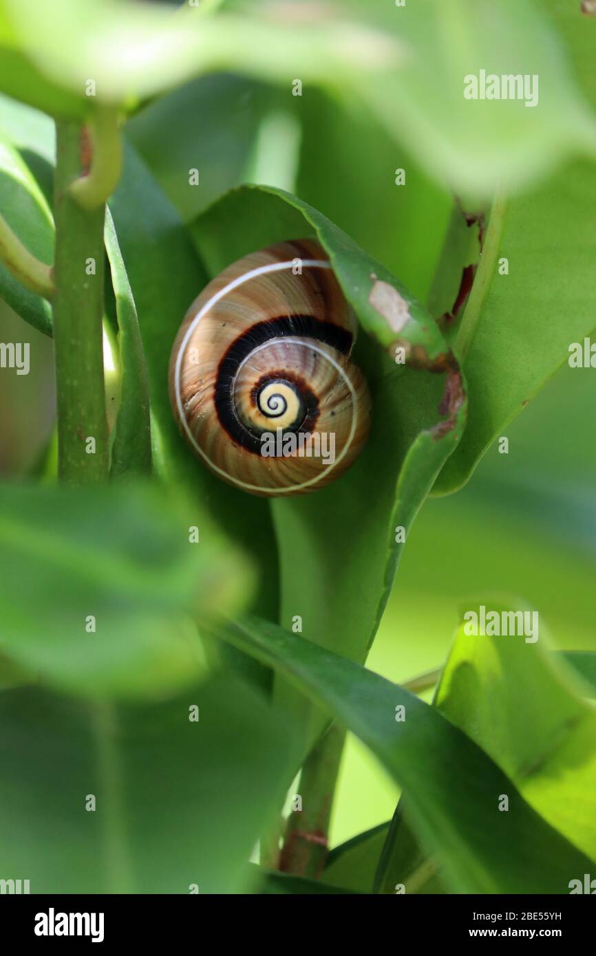 Polymita picta, Cuban painted snail on a leaf, Baracoa, Cuba Stock Photo