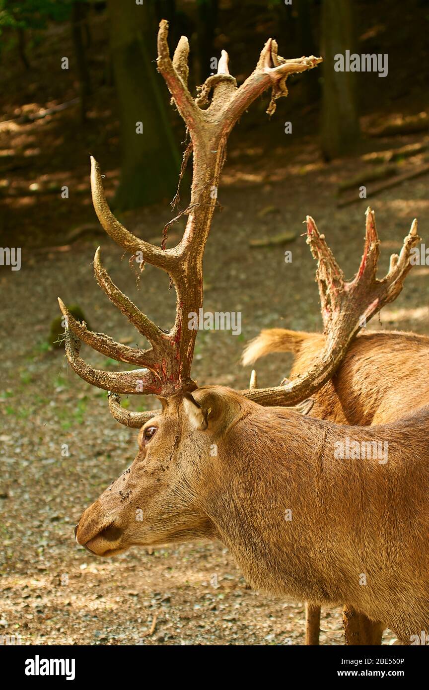 A Red Deer, sweeping off the bast skin of its antler Stock Photo