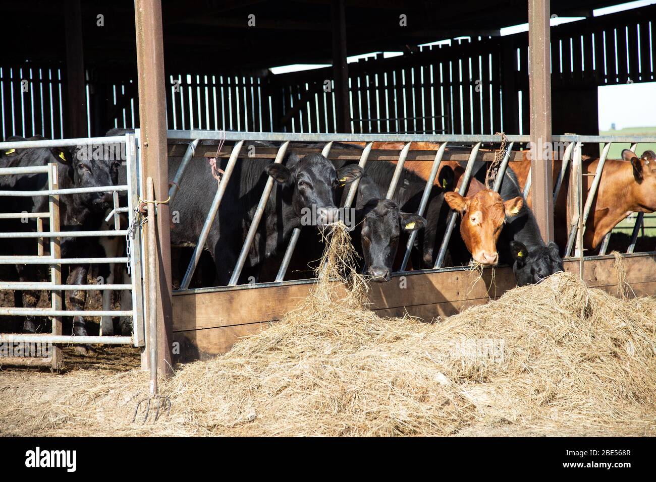 Cattle feeding trough hires stock photography and images Alamy