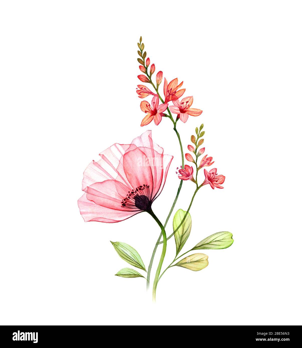 Watercolor floral arrangement. Abstract poppy flower with exotic fresia isolated on white. Hand painted artwork with detailed plants. Botanical Stock Photo
