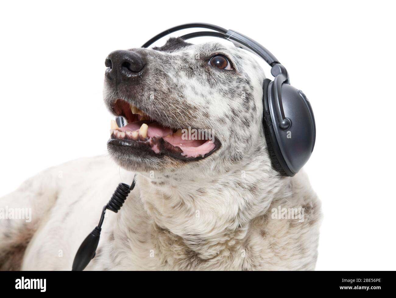 A relaxed Blue Heeler listening to music through headphones. Stock Photo