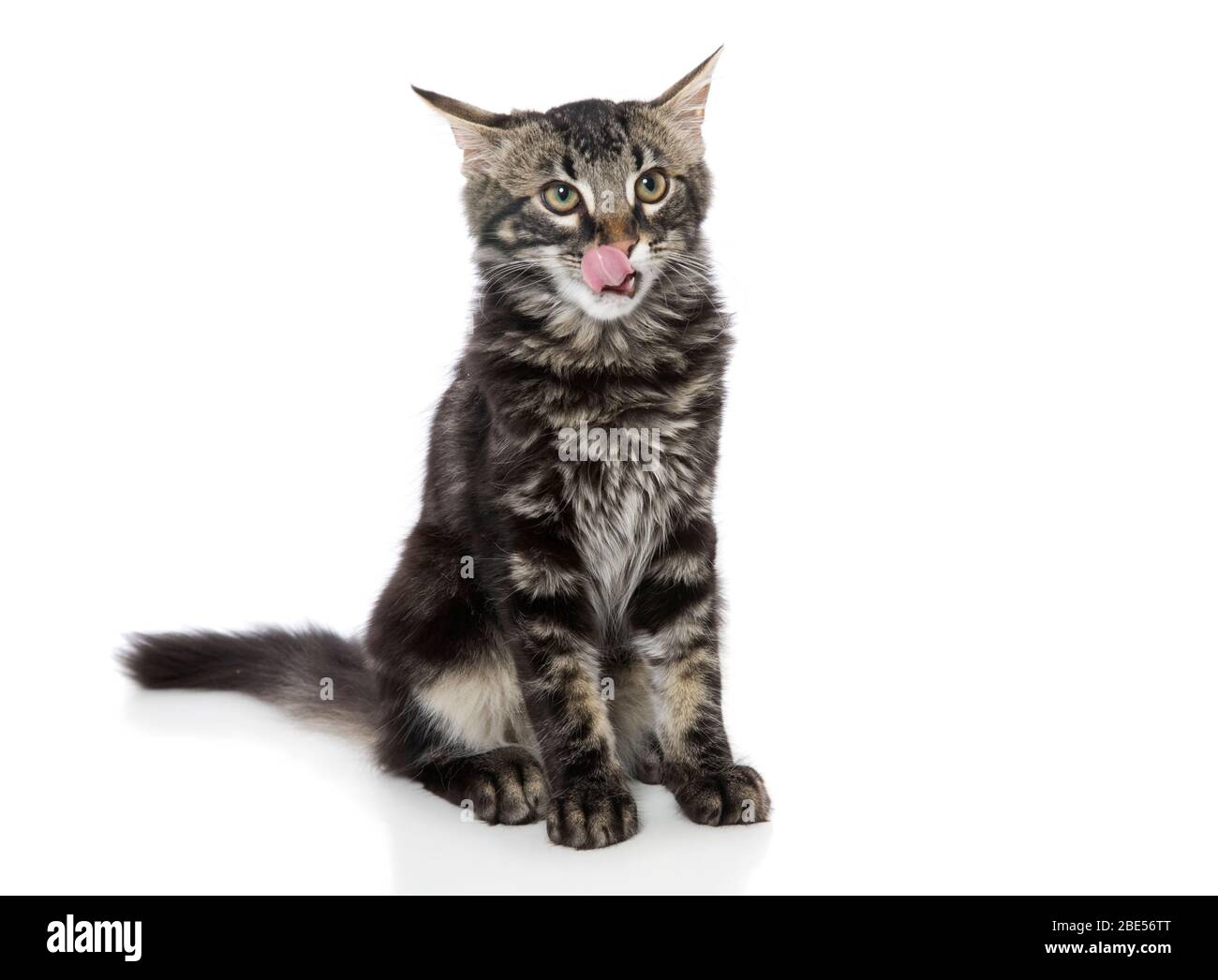 A cat sitting and licking lips. Stock Photo