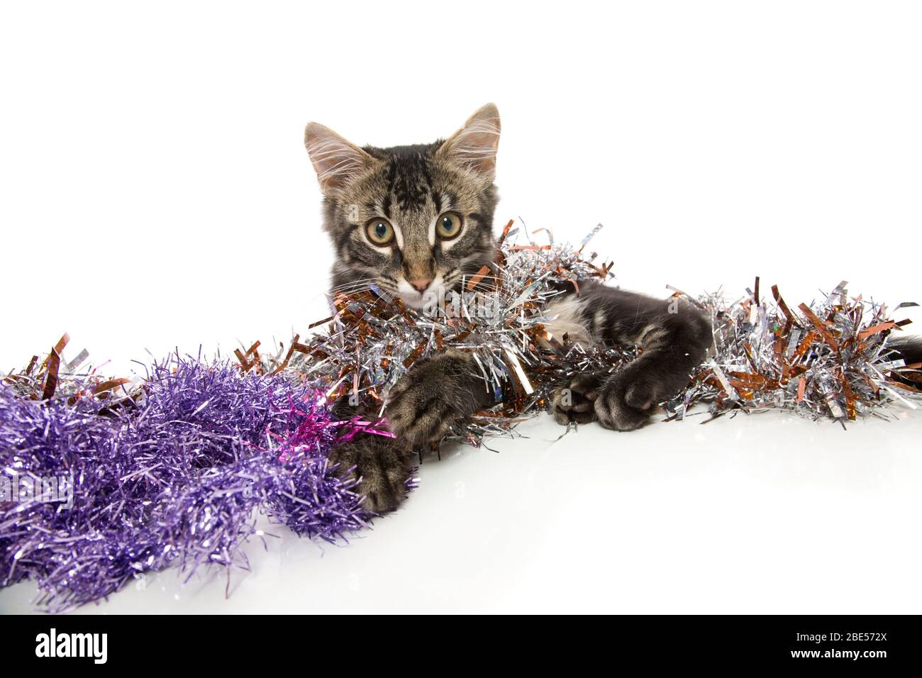 A cute kitten and Christmas tinsel. Stock Photo