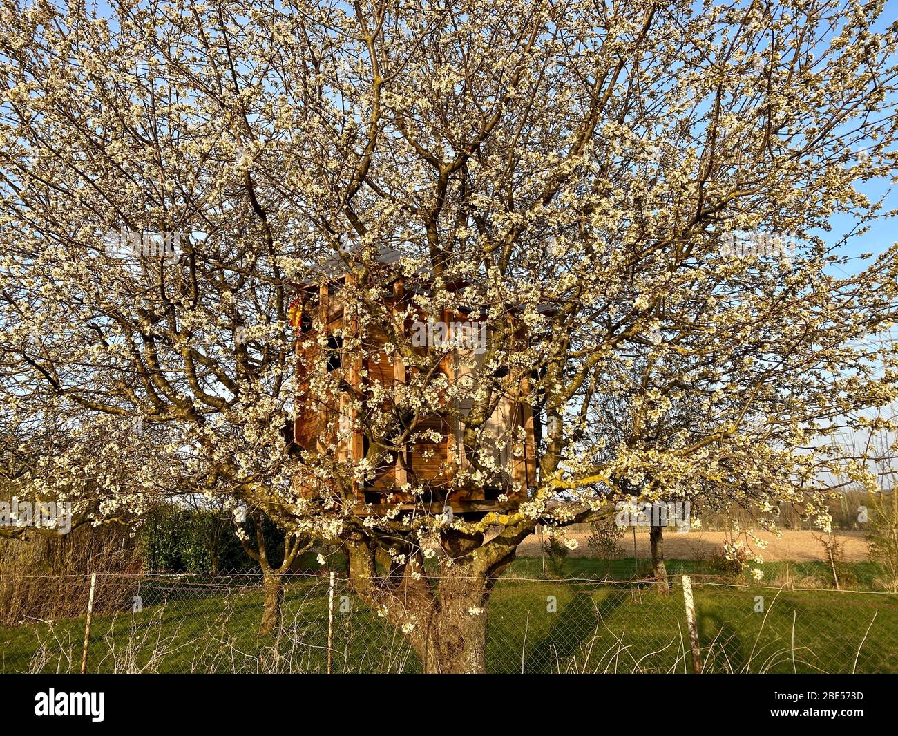treehouse cabin log built in a blossoming oval shape tree Stock Photo