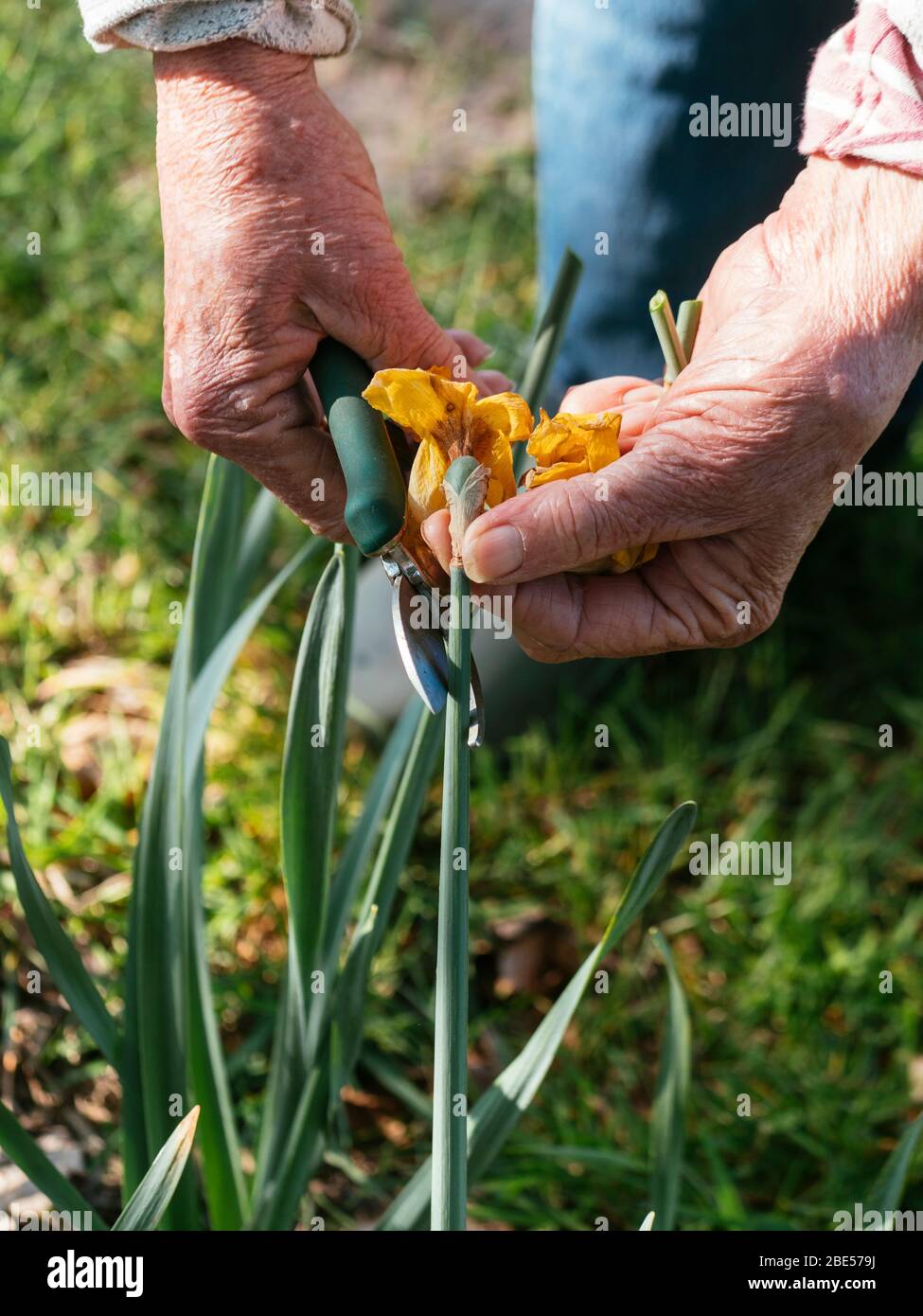 Gardener deadheading daffodils with secateurs. Stock Photo