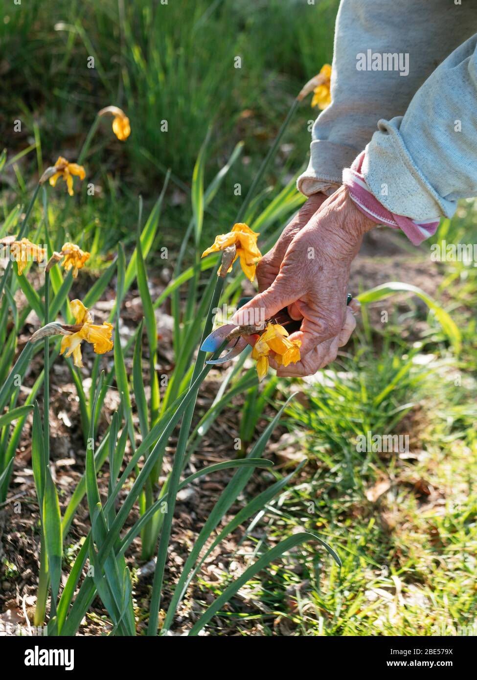 Gardener deadheading daffodils with secateurs. Stock Photo
