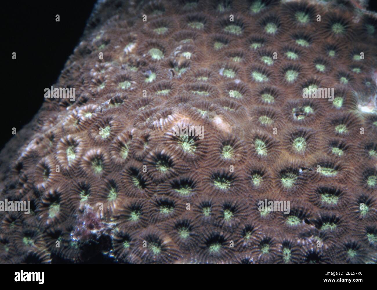 Pineapple brain coral, Favia sp. Stock Photo
