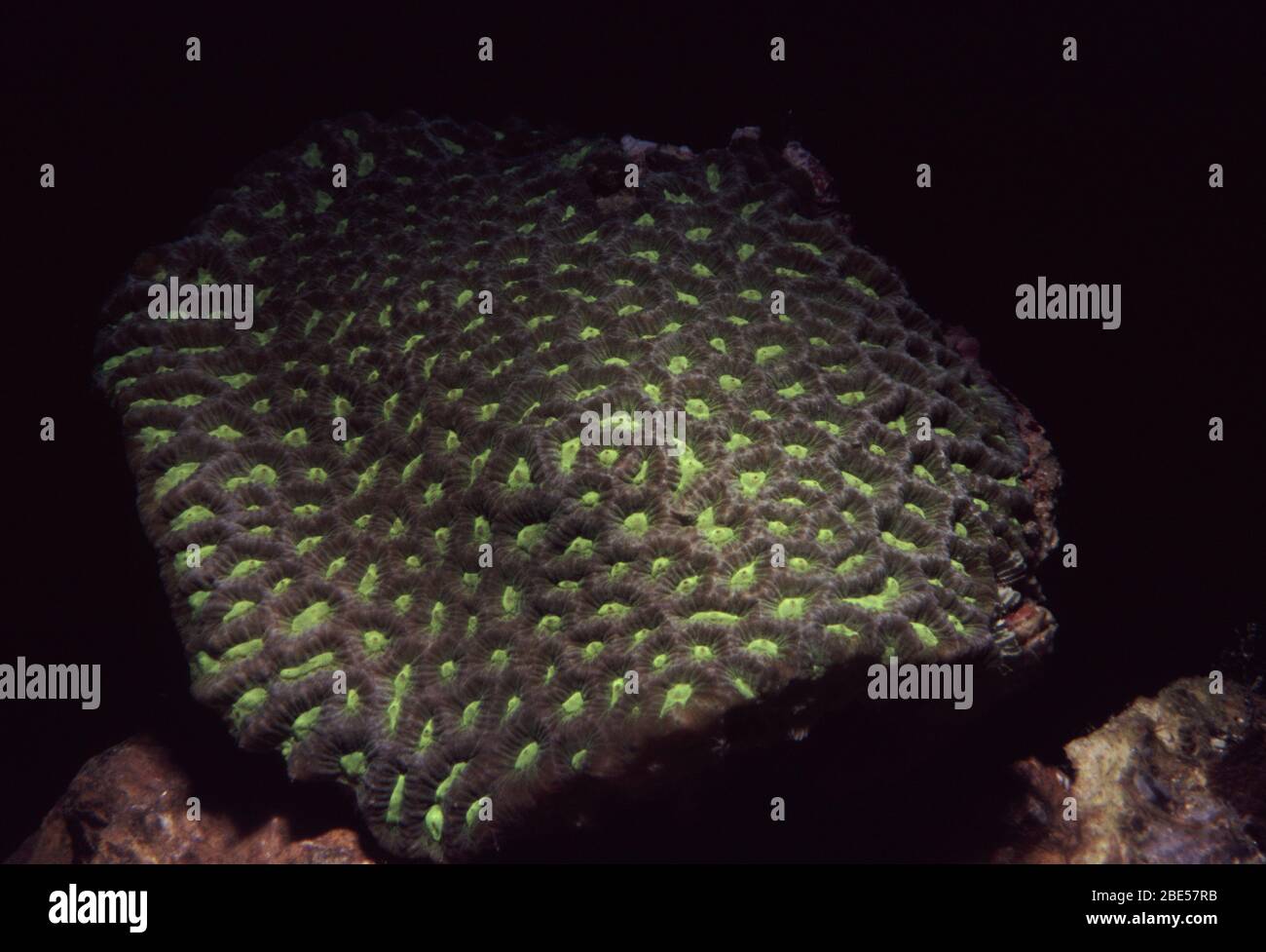 Russell's brain coral, Favites russelli Stock Photo