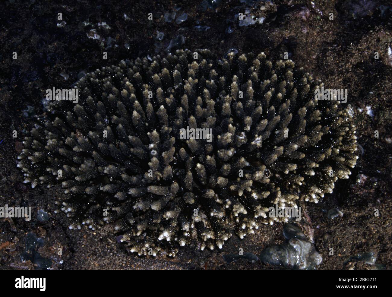 Cluster stony coral (Acropora millepora) out of the water during low tide Stock Photo