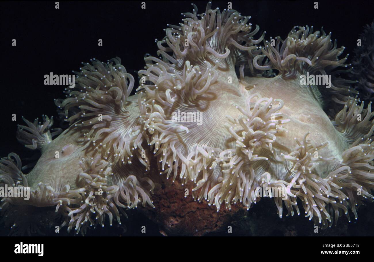 Elegance coral, Catalaphyllia jardinei Stock Photo
