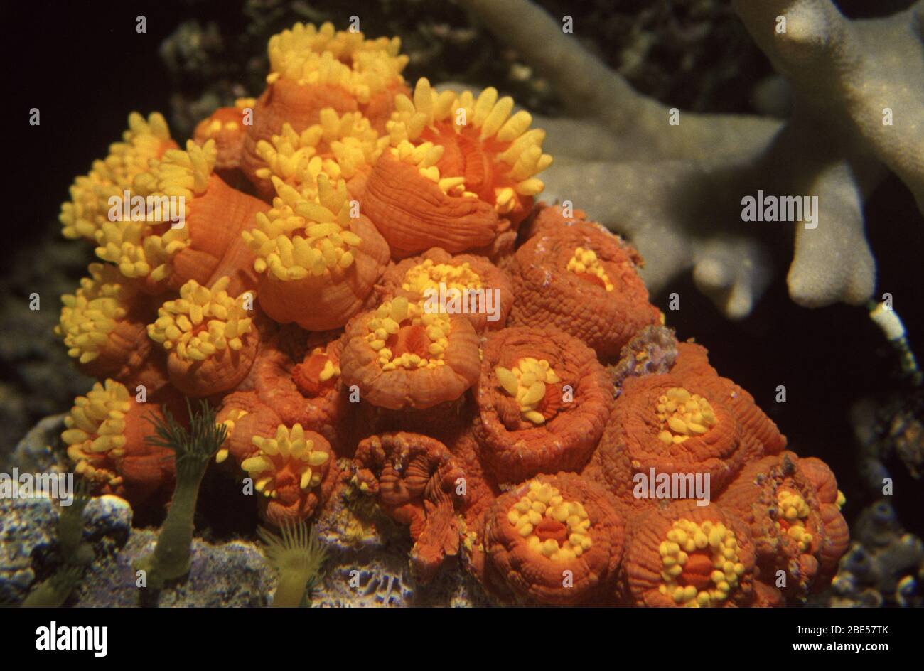 Sun coral, Tubastrea aurea Stock Photo