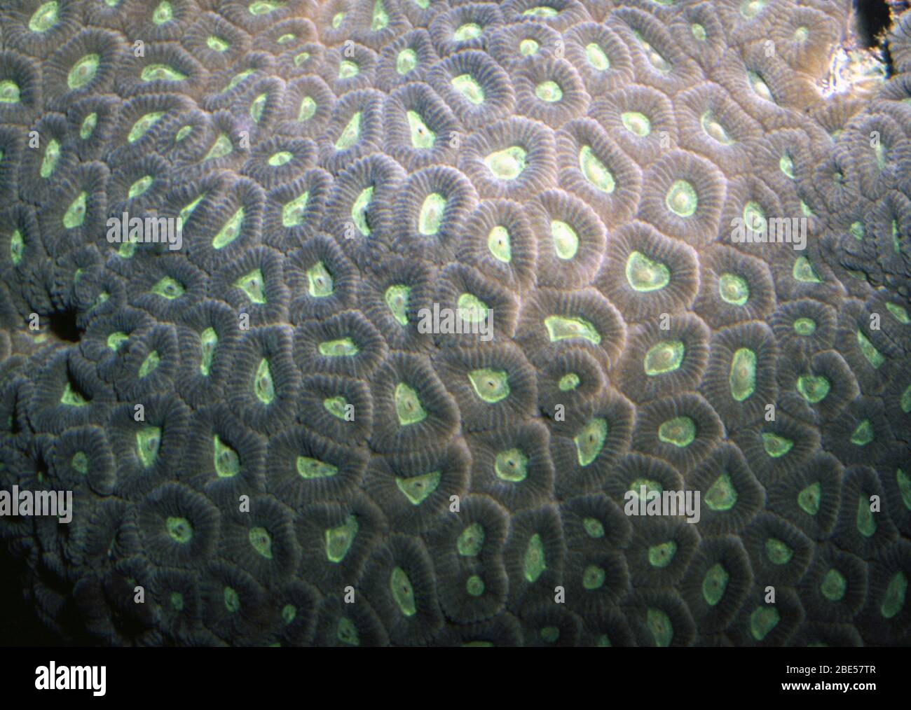 Knob coral, Dipsastraea (Favia) speciosa Stock Photo