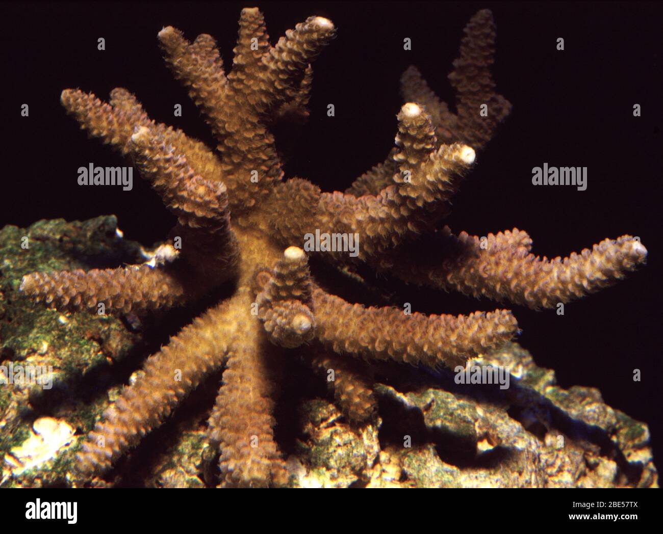 Staghorn coral, Acropora nobilis Stock Photo