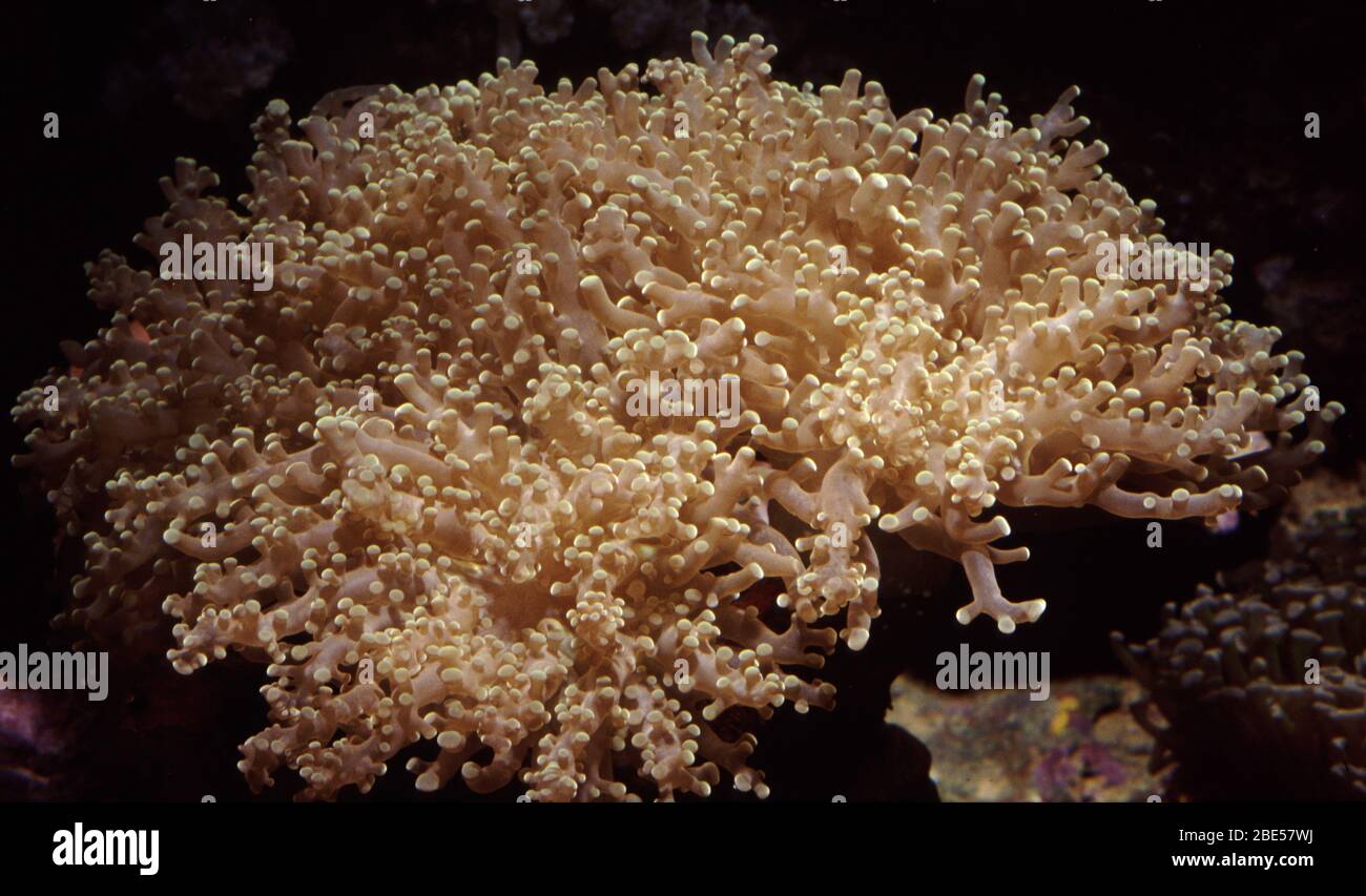 Frogspawn coral, Euphyllia divisa Stock Photo