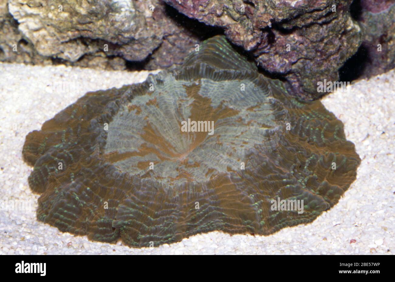 Flat cup or button coral, Cynarina lacrymalis Stock Photo