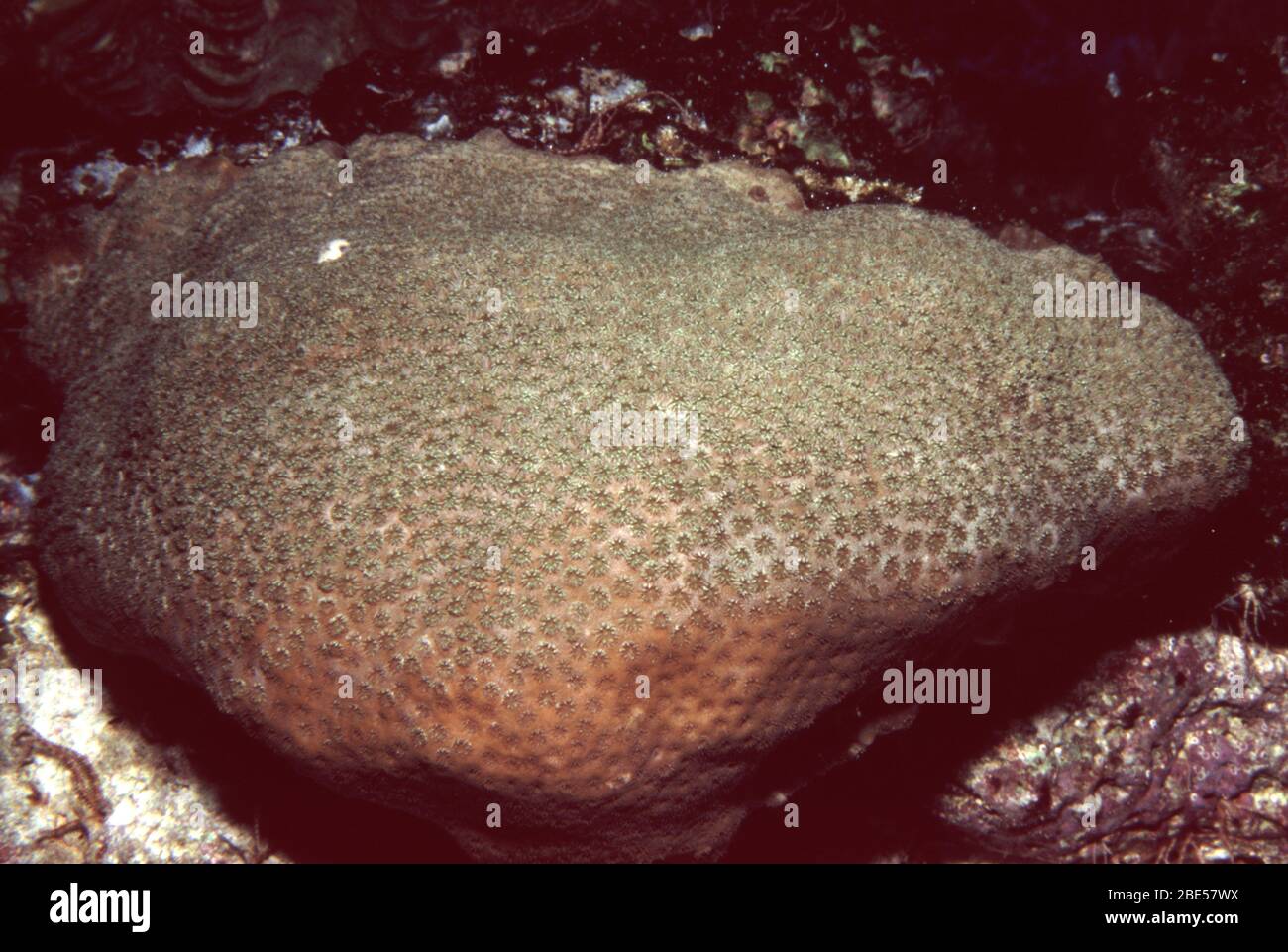 Pebble coral, Astreopora sp. Stock Photo