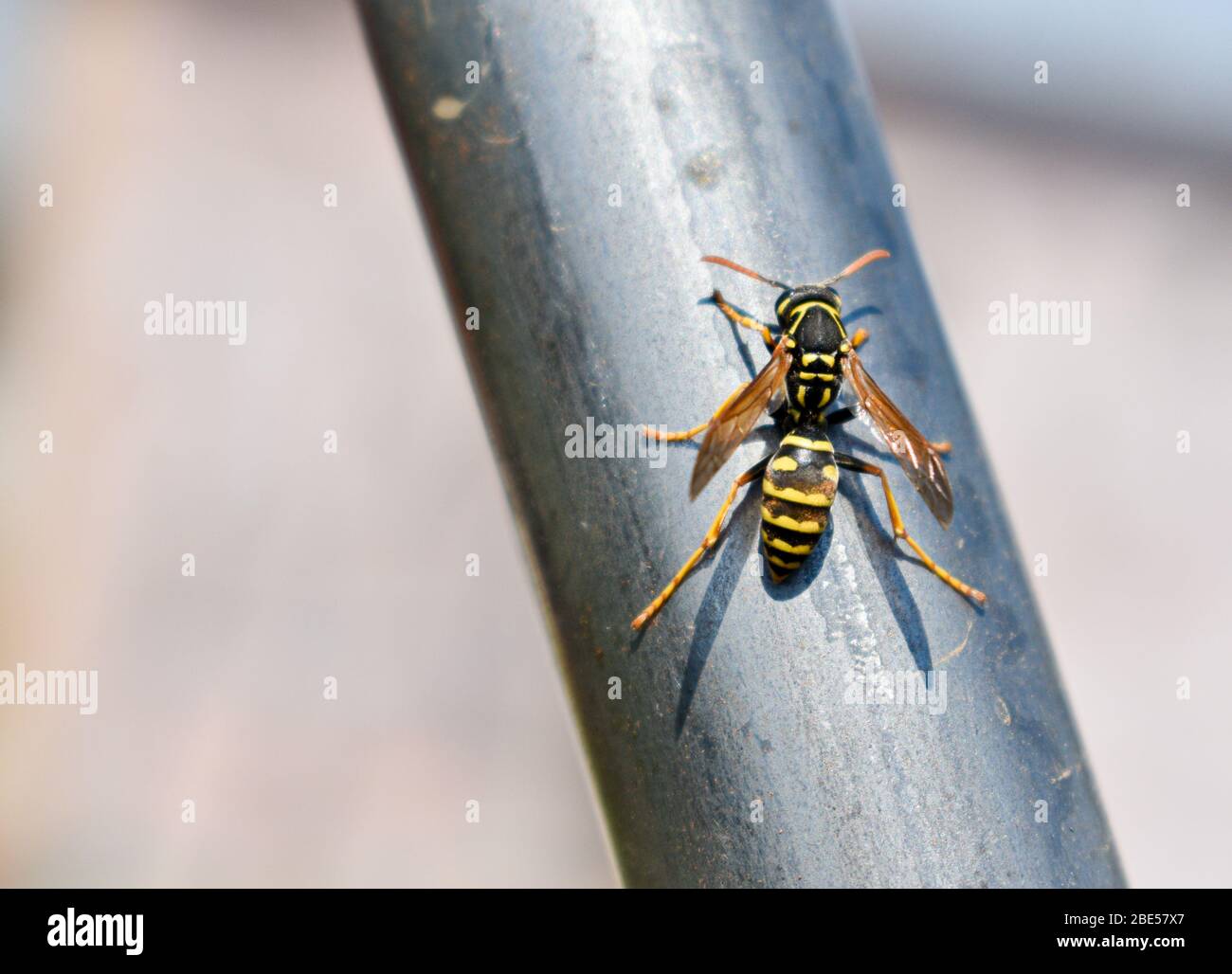 close up of European hornet (Vespa crabo, Family Vespidae) Stock Photo