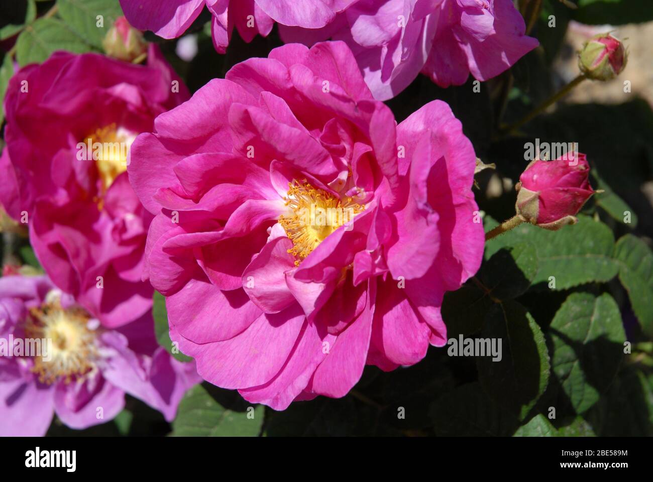 Pink roses, known as Rosa Gallica Officianalis, an Old Rose with ...