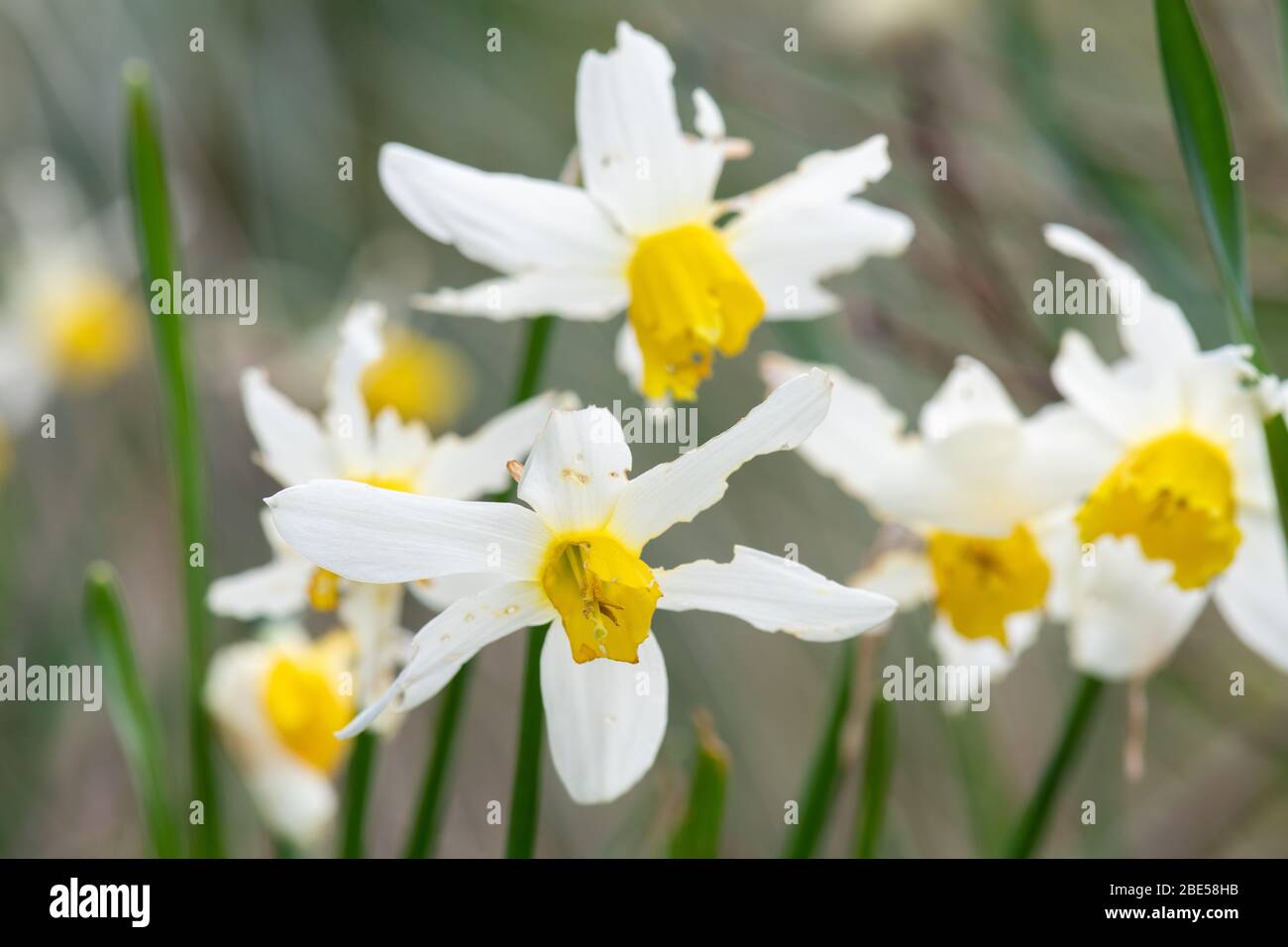 Daffodil slug damage hires stock photography and images Alamy