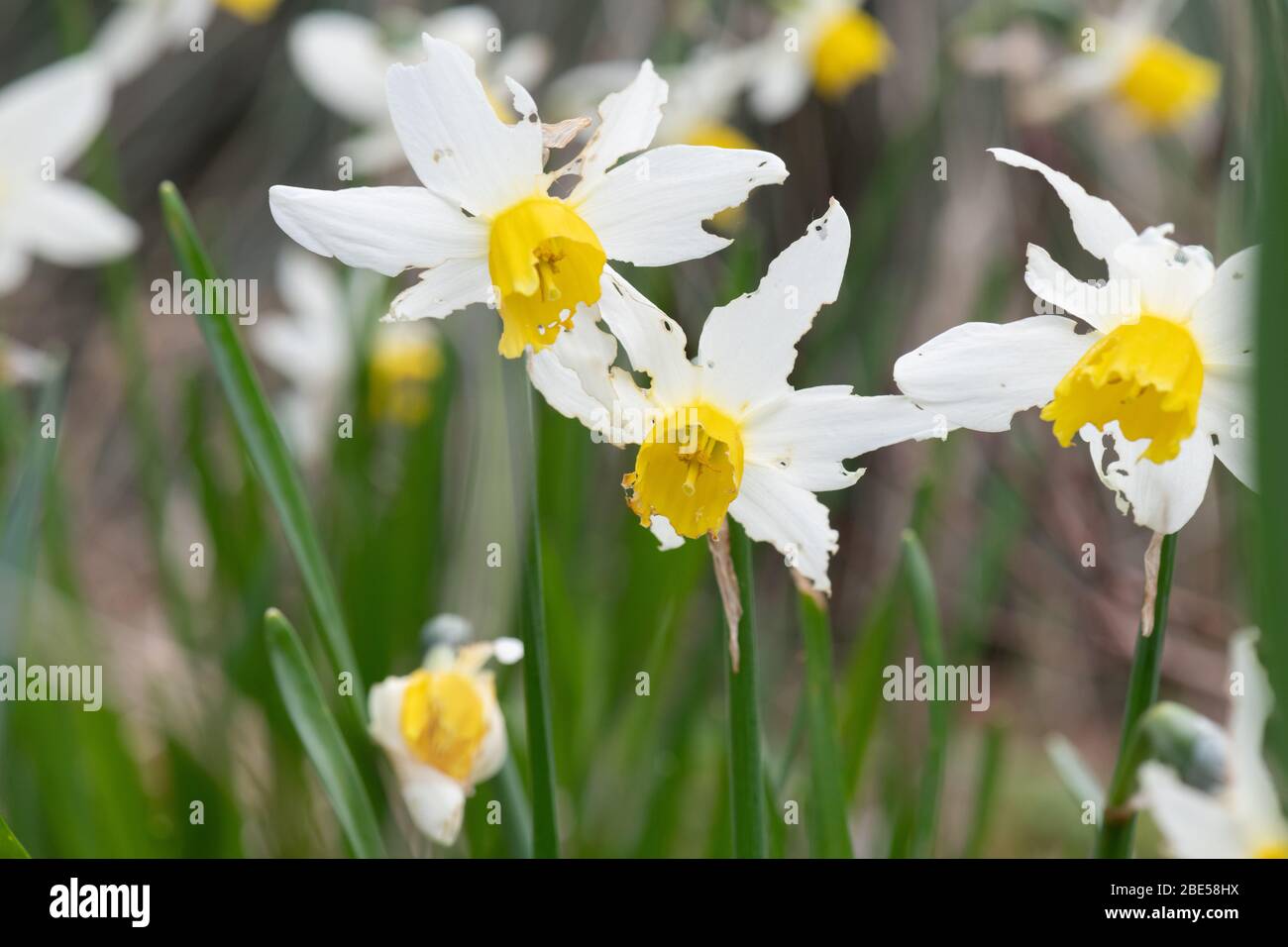 slug and snail damage to daffodil flowers Stock Photo Alamy