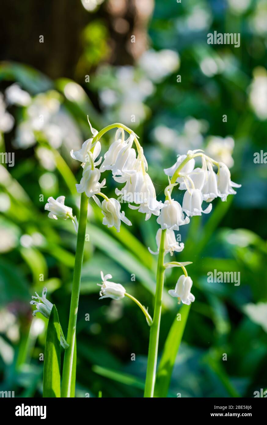 White backlit bluebell flowers in spring forest - closeup with selective focus Stock Photo
