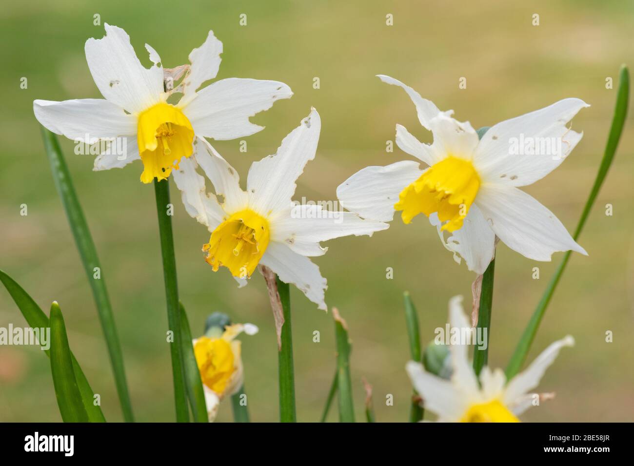 Pests damage hires stock photography and images Alamy