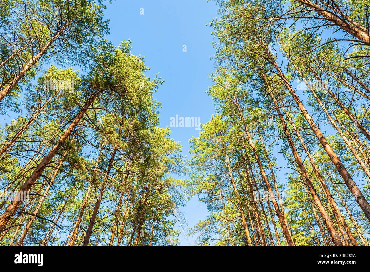 tall beautiful coniferous pine trees against a blue sunny sky Stock Photo