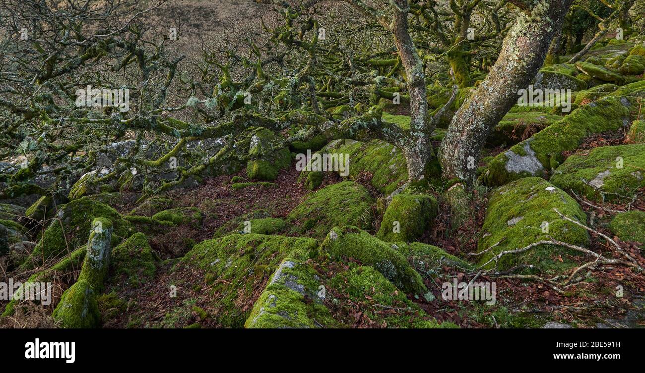 Dartmoor's Pygmy Forest