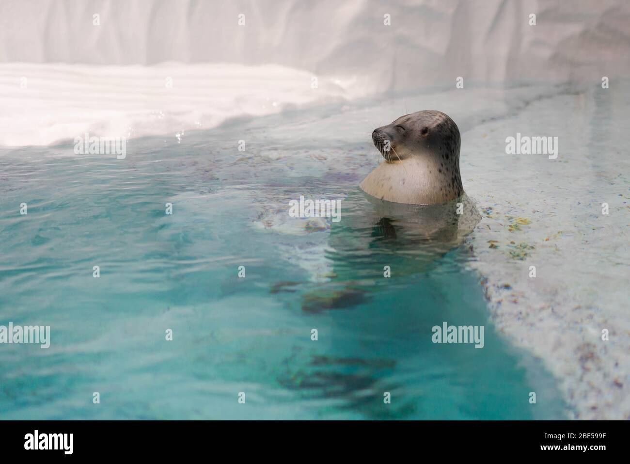 Adorable Largha seal bathing in clear water Stock Photo