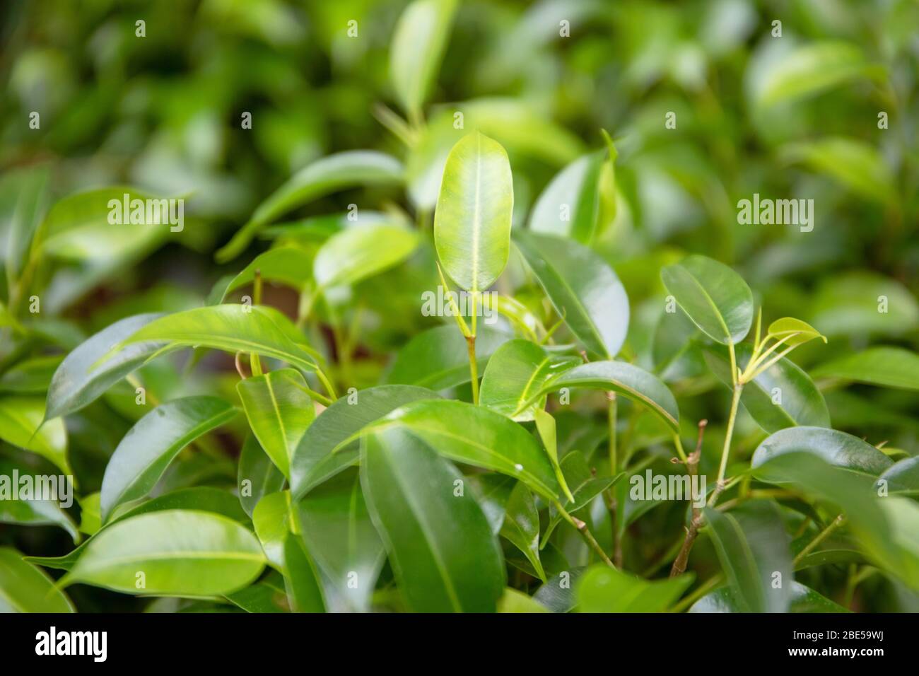 Beautiful green leaves of a tree close-up Stock Photo