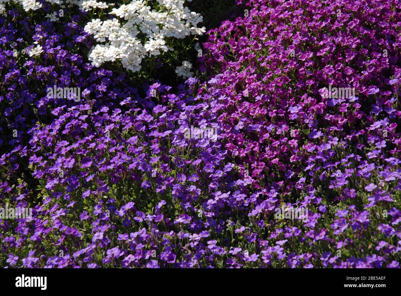 Aubretia, also known as Rock Cress,  flowering in rock garden in spring Stock Photo