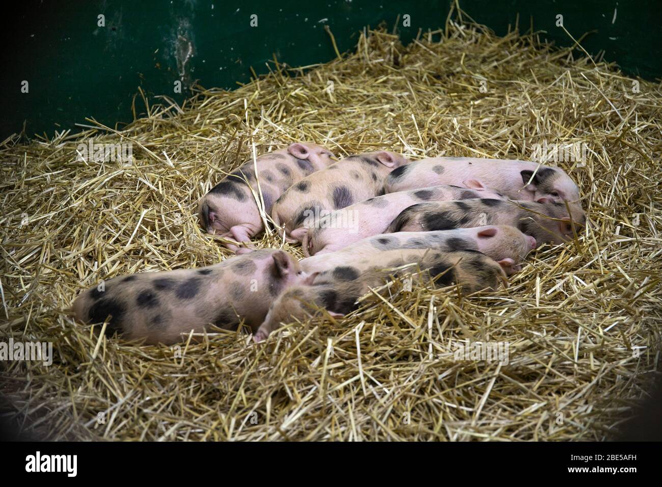 Little pigs in the hay. Animals.Close-up Stock Photo